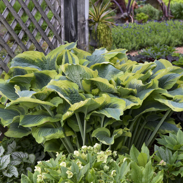 Shadowland® 'Seducer' Hosta - Image 5