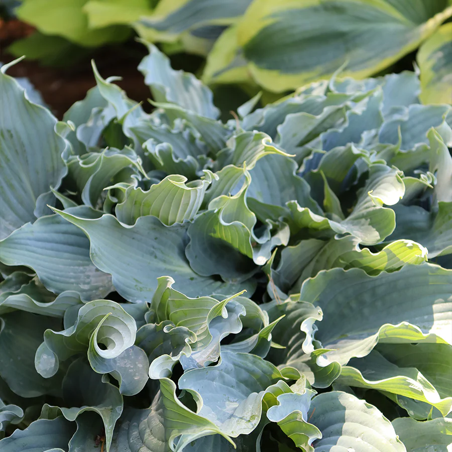 Shadowland® 'Waterslide' Hosta - Image 2