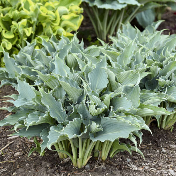 Shadowland® 'Waterslide' Hosta - Image 5