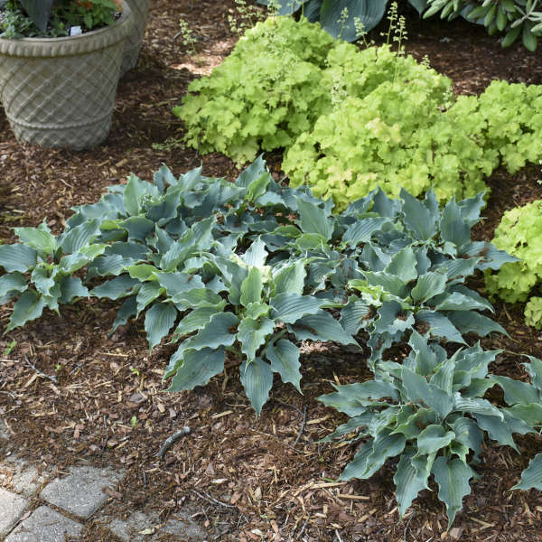 Shadowland® 'Waterslide' Hosta - Image 6