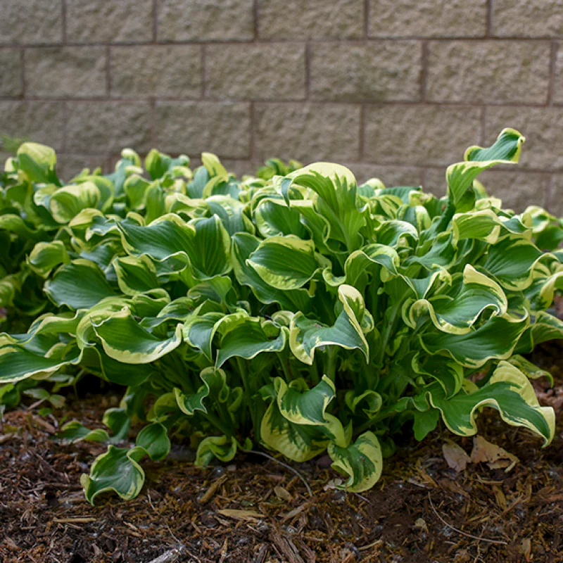 Shadowland® 'Wheee!' Hosta - Image 3