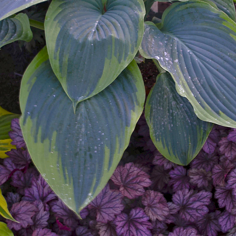 Shadowland® 'Wu-La-La' Hosta - Image 2