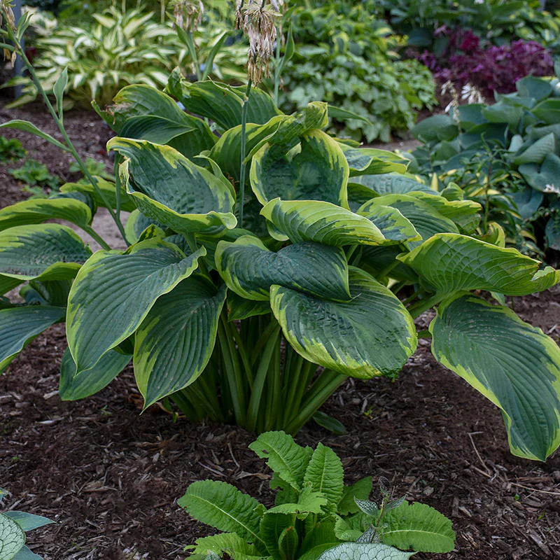 Shadowland® 'Wu-La-La' Hosta - Image 3