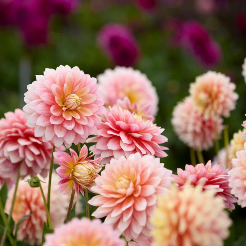 'Sheer Heaven' Dahlia - Image 2