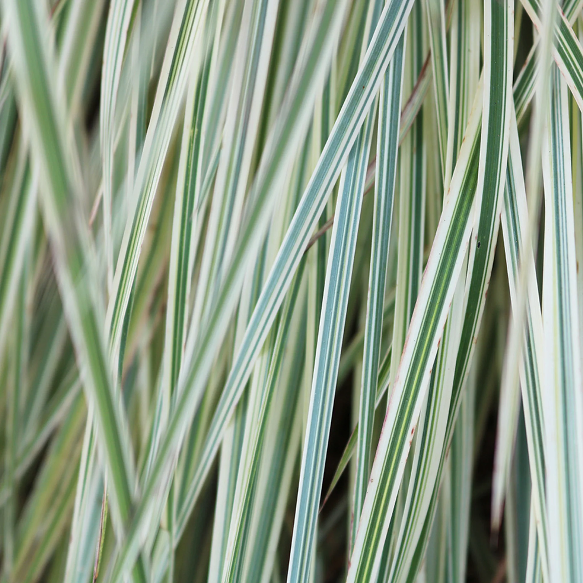 Shining Star™ Bluestem Grass (Schizachyrium) - Image 2