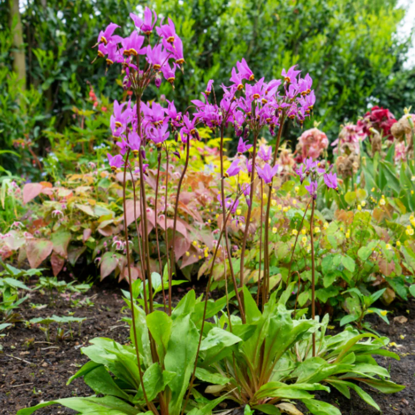 Shooting Star (Dodecatheon) - Image 2