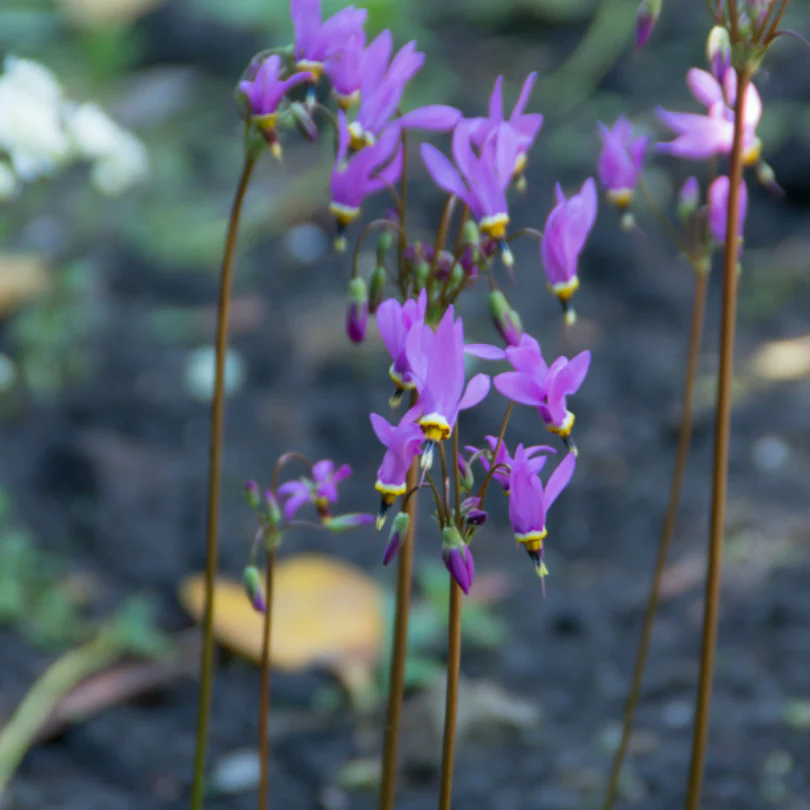 Shooting Star (Dodecatheon) - Image 3