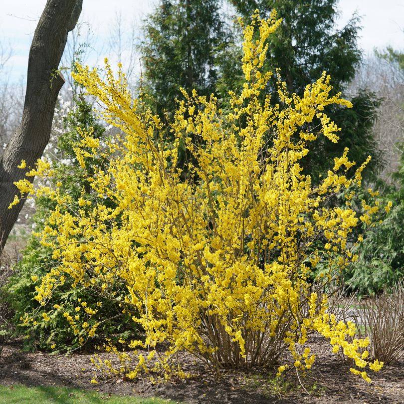Show Off® Forsythia