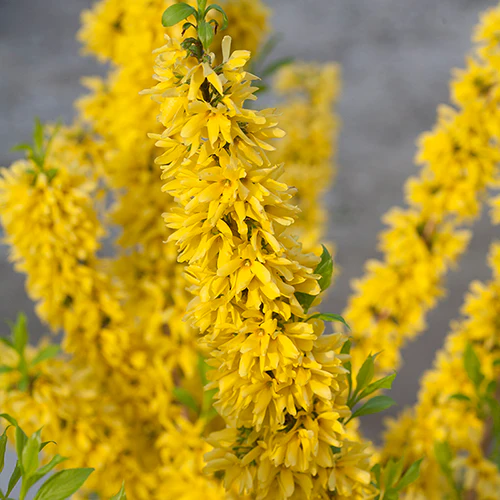 Show Off® Forsythia - Image 2