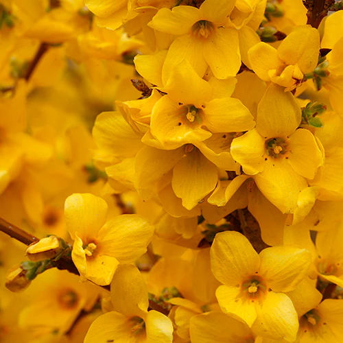 Show Off® Forsythia - Image 3