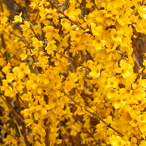 Show Off® Forsythia - Image 4