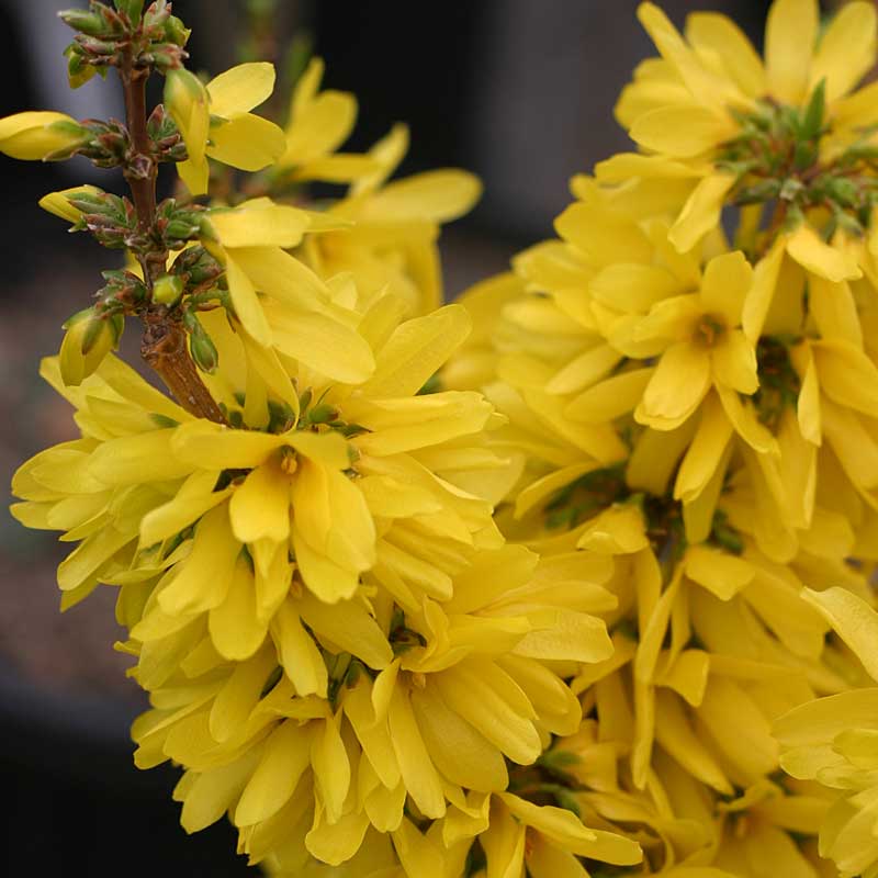 Show Off Starlet® Forsythia - Image 4