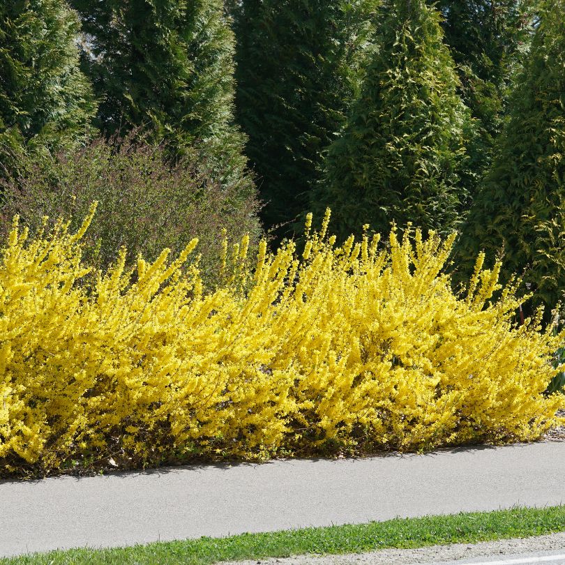 Show Off Starlet® Forsythia - Image 5
