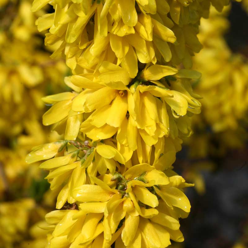 Show Off Starlet® Forsythia - Image 7
