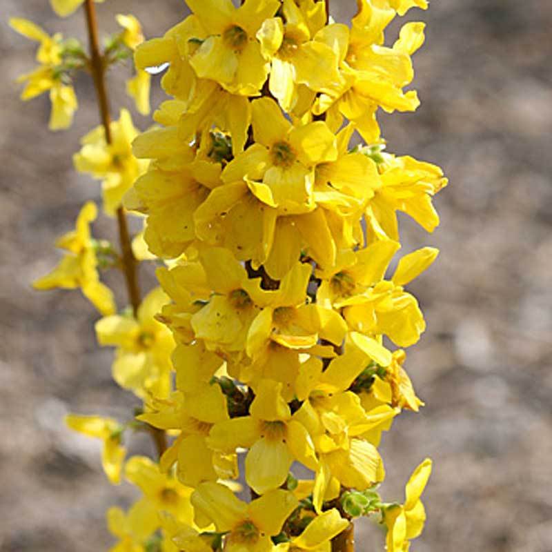 Show Off® Sugar Baby® Forsythia - Image 2