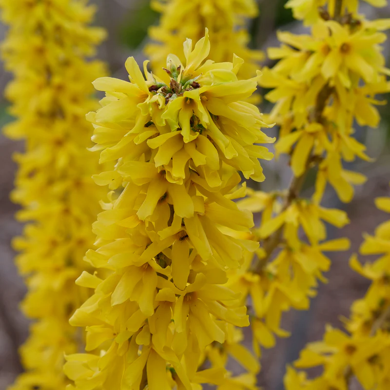 Show Off® Sugar Baby® Forsythia - Image 3