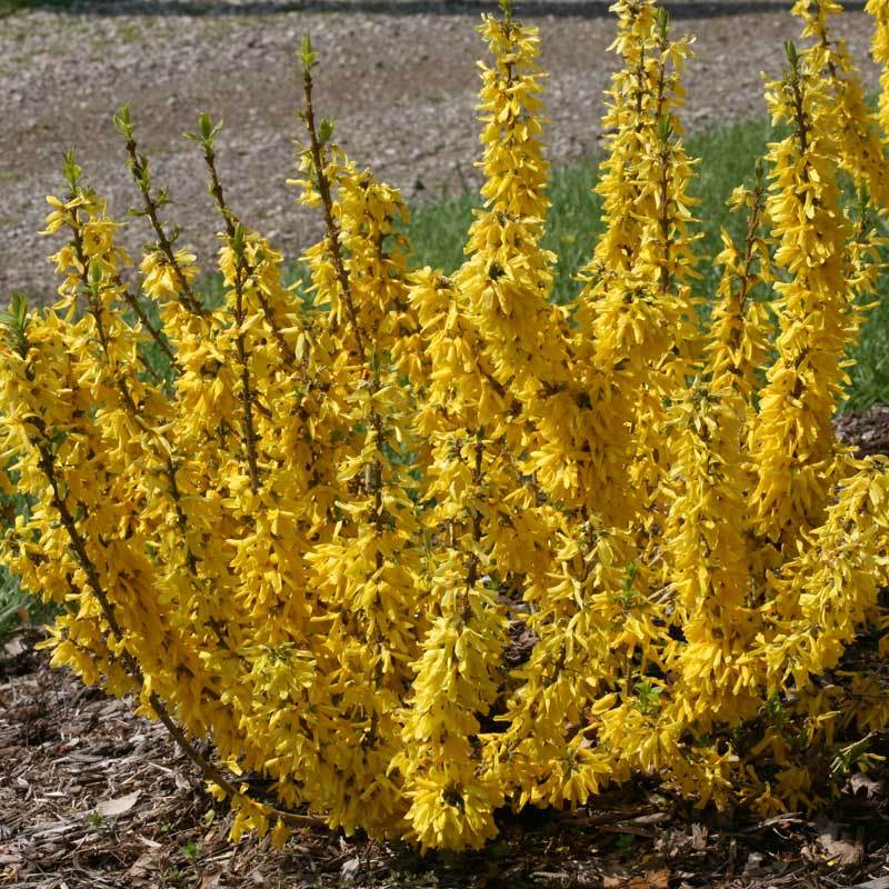 Show Off® Sugar Baby® Forsythia - Image 4
