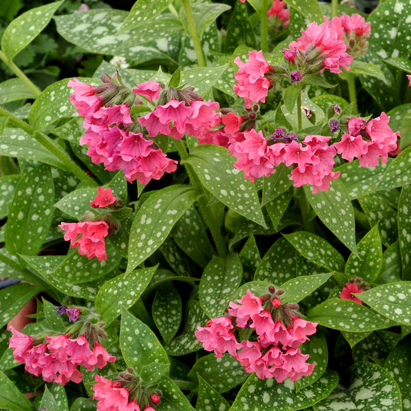 'Shrimp on the Barbie' Lungwort (Pulmonaria) - Image 2