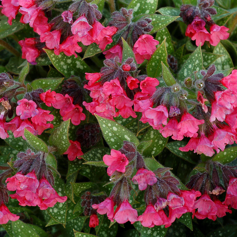 'Shrimp on the Barbie' Lungwort (Pulmonaria) - Image 3