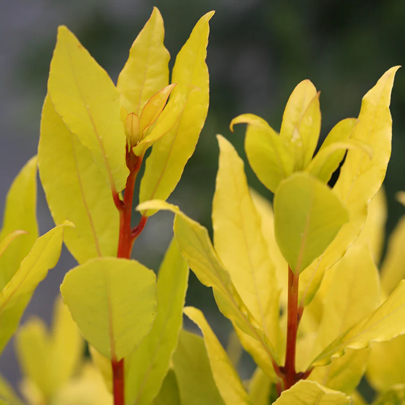 Sicilian Sunshine® Bay Laurel - Image 2