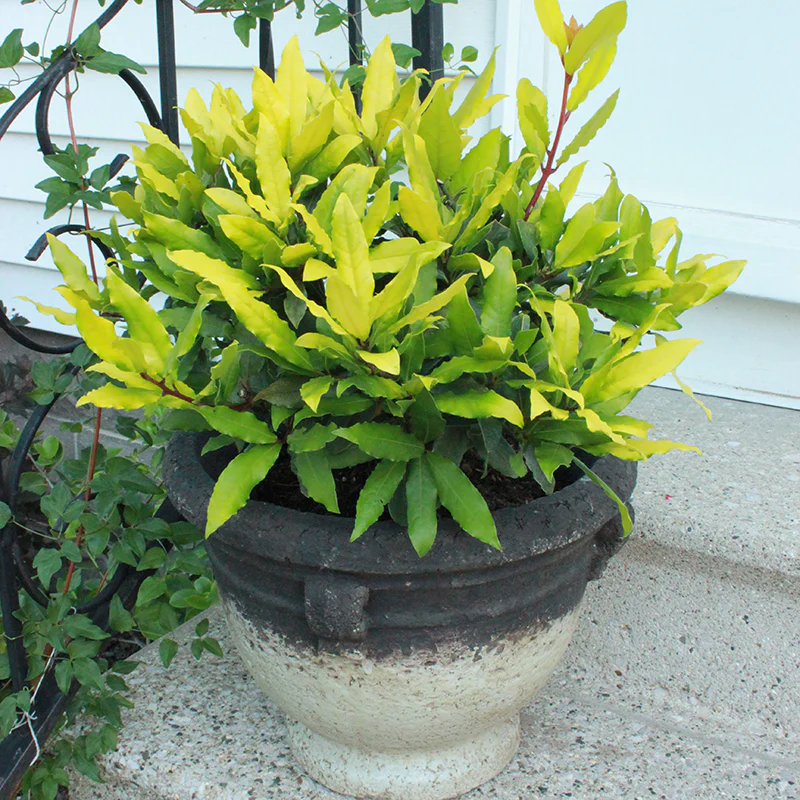 Sicilian Sunshine® Bay Laurel - Image 3