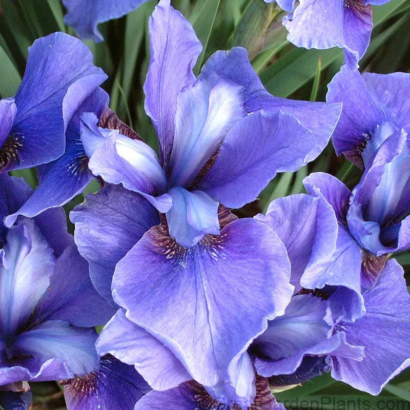 'Silver Edge' Siberian Iris - Image 3