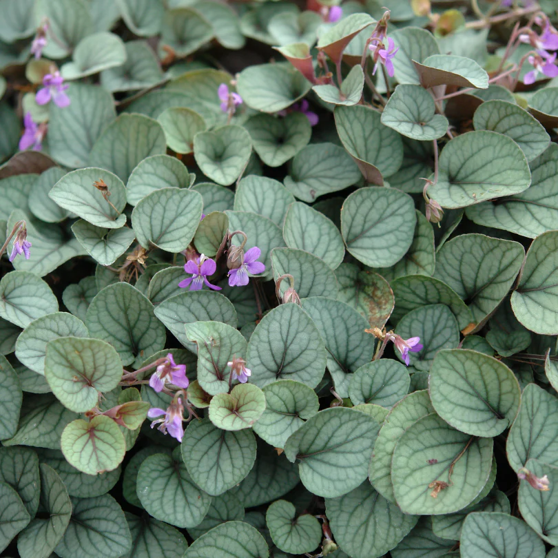 'Silver Gem' Violet (Viola) - Image 2