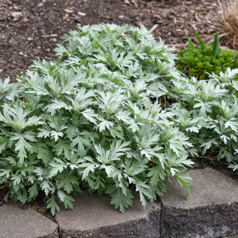 'Silver Lining' Wormwood (Artemisia) - Image 4