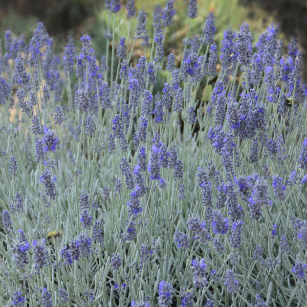 'Silver Mist' Lavender (Lavandula) - Image 2