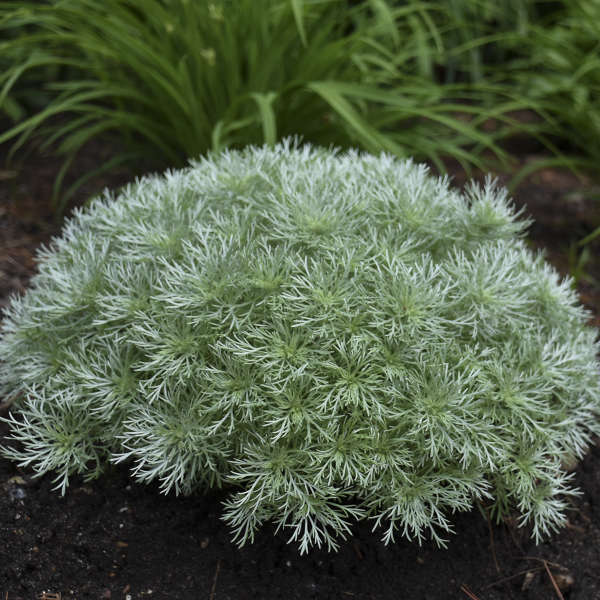 'Silver Mound' Wormwood (Artemisia)