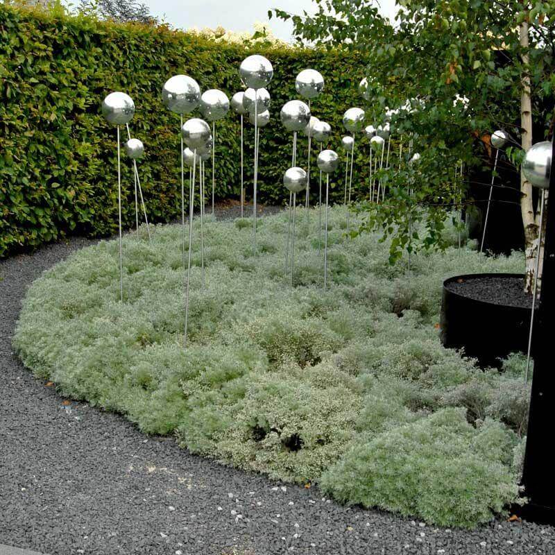 'Silver Mound' Wormwood (Artemisia) - Image 3
