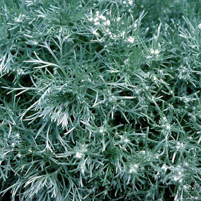 'Silver Mound' Wormwood (Artemisia) - Image 4