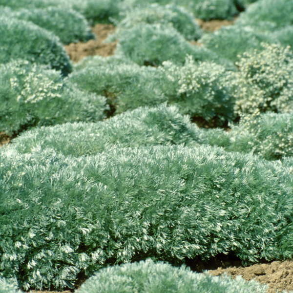 'Silver Mound' Wormwood (Artemisia) - Image 5