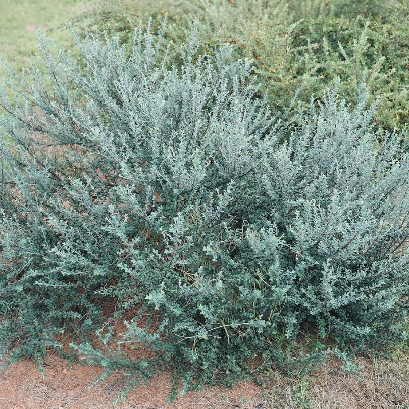 Silverstone™ Cotoneaster - Image 2