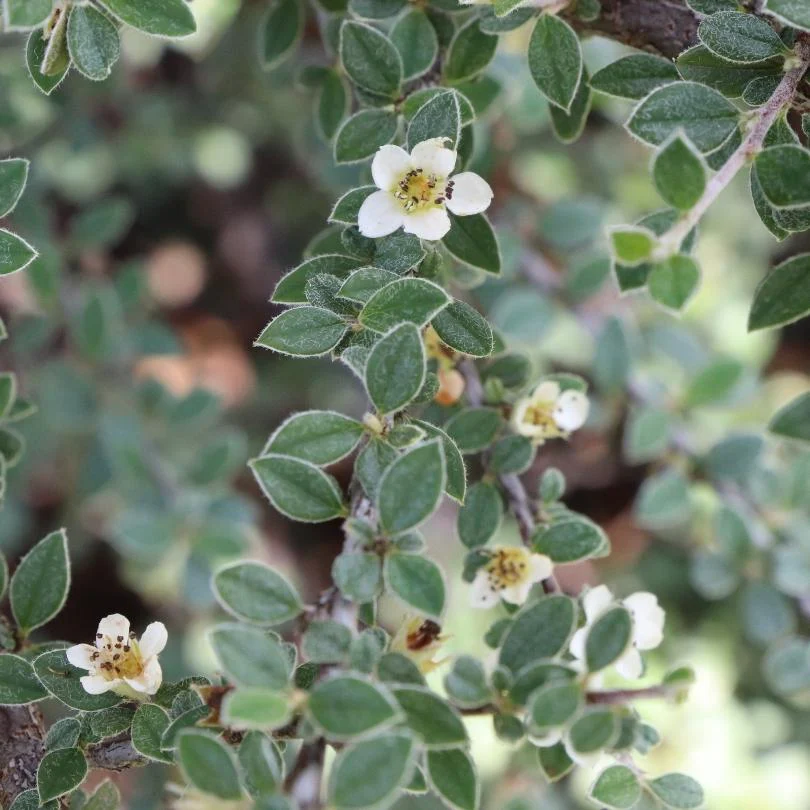 Silverstone™ Cotoneaster - Image 4