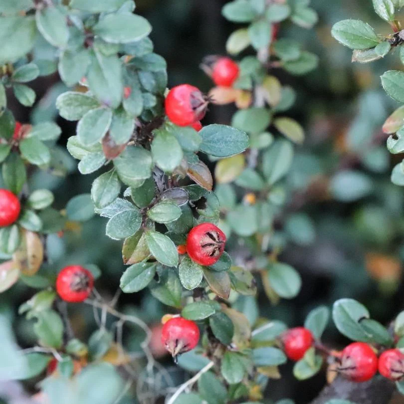 Silverstone™ Cotoneaster - Image 5