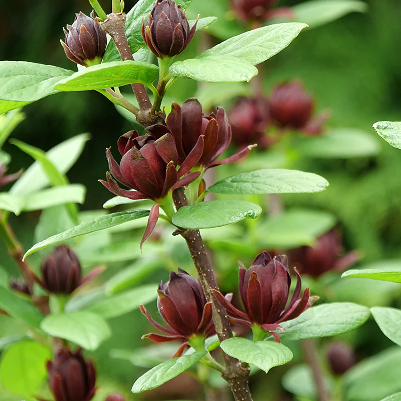 Simply Scentsational® Sweetshrub (Calycanthus)