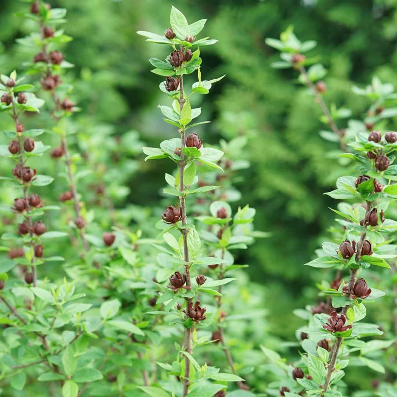 Simply Scentsational® Sweetshrub (Calycanthus) - Image 3