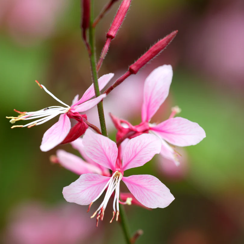 'Siskyou Pink' Beeblossom (Gaura) - Image 2