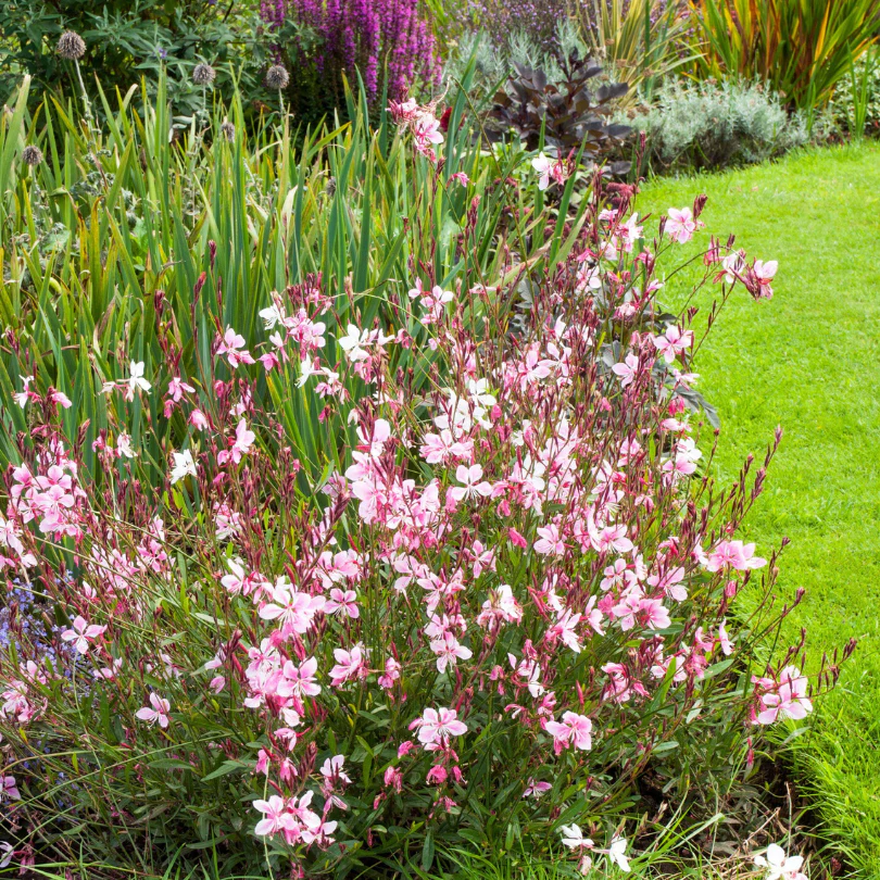 'Siskyou Pink' Beeblossom (Gaura) - Image 4