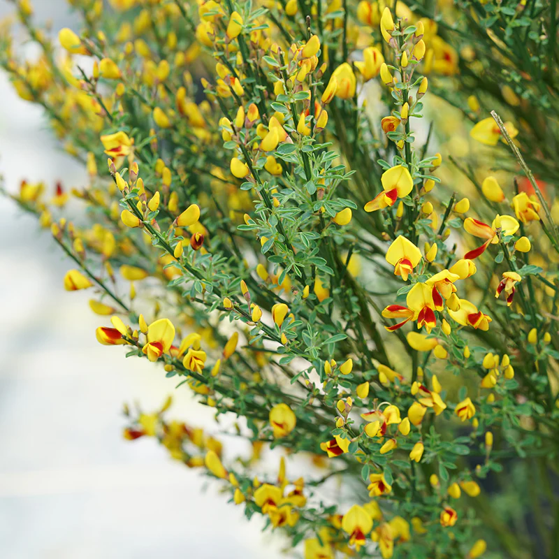 Sister Disco® Scotch Broom (Cytisus)