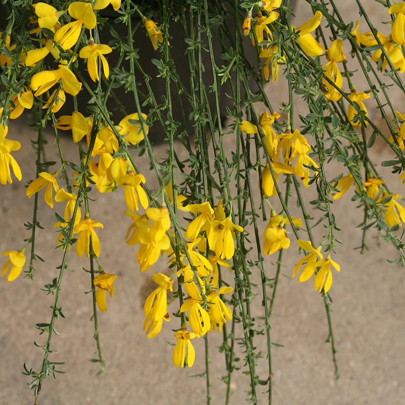 Sister Golden Hair® Scotch Broom - Image 2