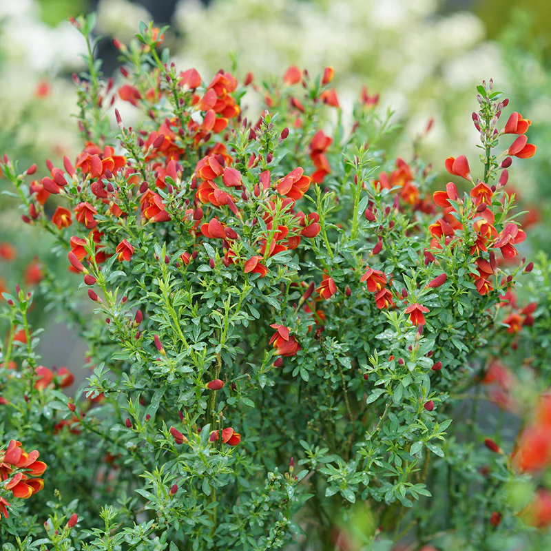 Sister Redhead® Scotch Broom (Cytisus) - Image 2