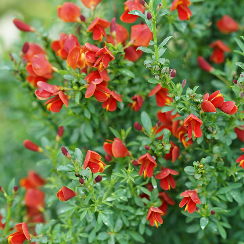 Sister Redhead® Scotch Broom (Cytisus) - Image 3