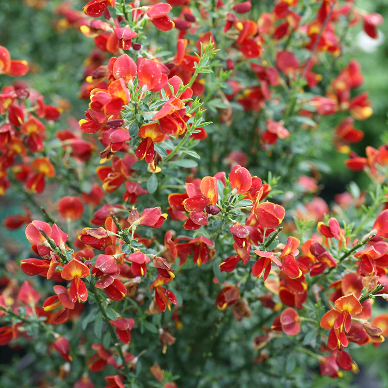 Sister Redhead® Scotch Broom (Cytisus) - Image 5