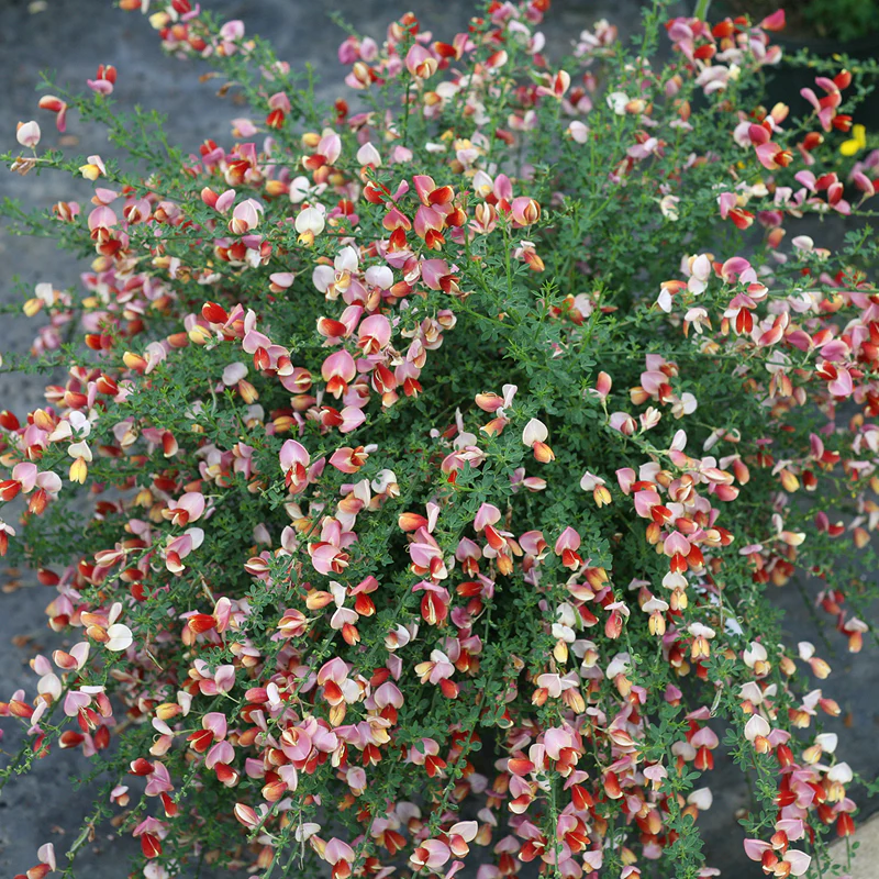 Sister Rosie® Scotch Broom (Cytisus) - Image 2