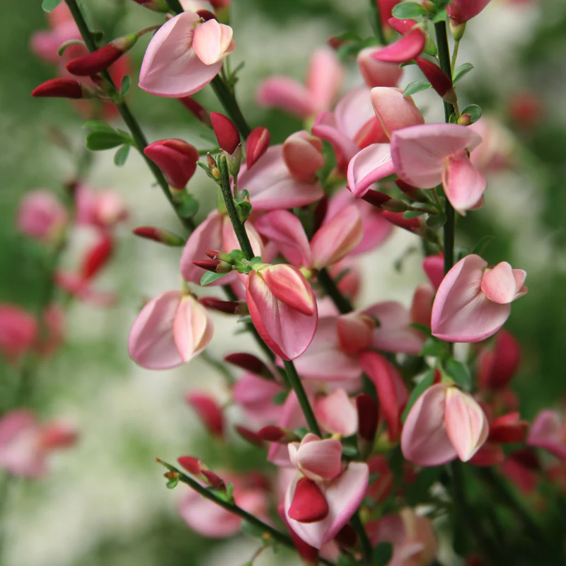 Sister Rosie® Scotch Broom (Cytisus) - Image 3