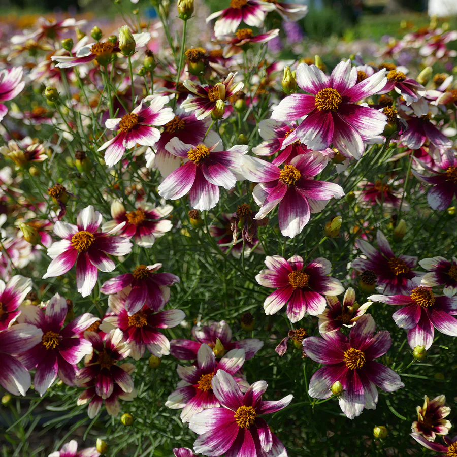 Sizzle & SpiceĀ® 'Zesty Zinger' Tickseed (Coreopsis)