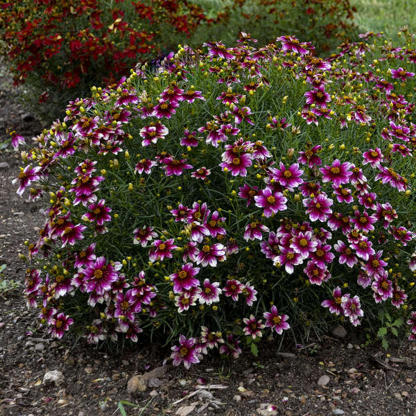 Sizzle & SpiceĀ® 'Zesty Zinger' Tickseed (Coreopsis) - Image 2