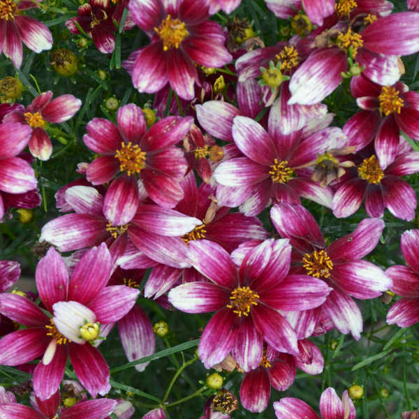 Sizzle & SpiceĀ® 'Zesty Zinger' Tickseed (Coreopsis) - Image 3